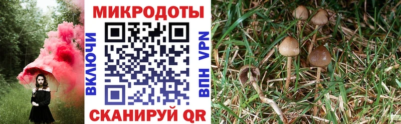 Псилоцибиновые грибы ЛСД  кракен ссылки  Старица 